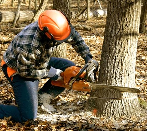Tree Removal in West Point, AR